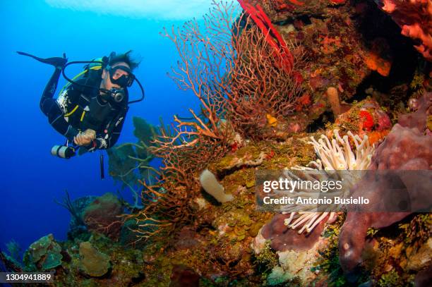 scuba diver swimming over a giant caribbean sea anemone - honduras fotografías e imágenes de stock