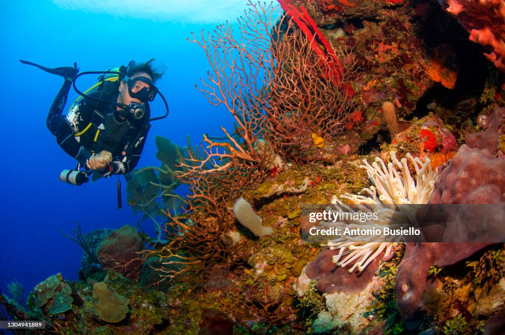 Scuba diver swimming over a Giant Caribbean sea anemone