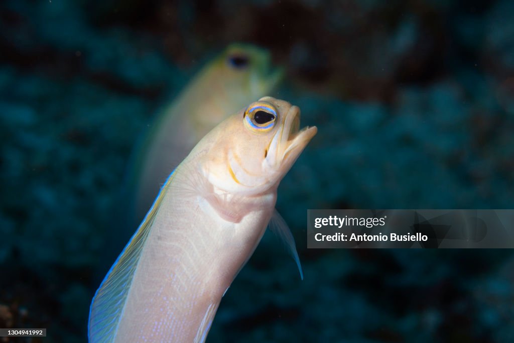 Yellowhead jawfish