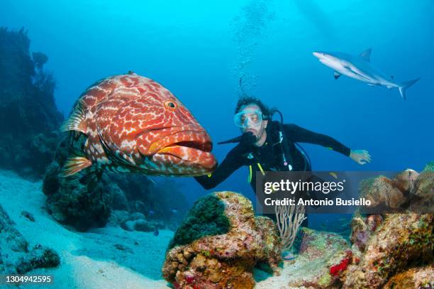 scuba diver with huge black grouper and caribbean reef shark - honduras stockfoto's en -beelden