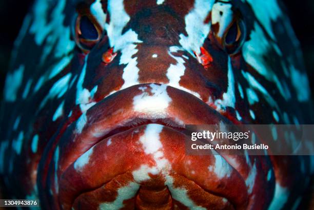 nassau grouper close up image - big bottom fotografías e imágenes de stock