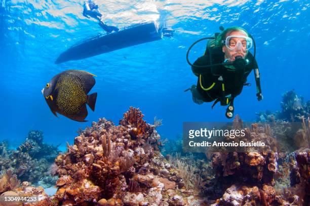 scuba diver with french angelfish - roatan stock pictures, royalty-free photos & images