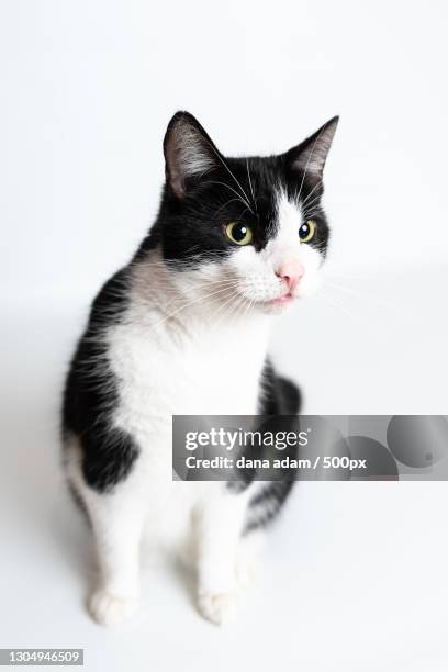 close-up of cat against white background - adam weiss stock-fotos und bilder