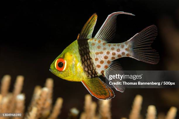 close-up of cichlid swimming in sea,loon,central visayas,philippines - cichlid aquarium stock pictures, royalty-free photos & images