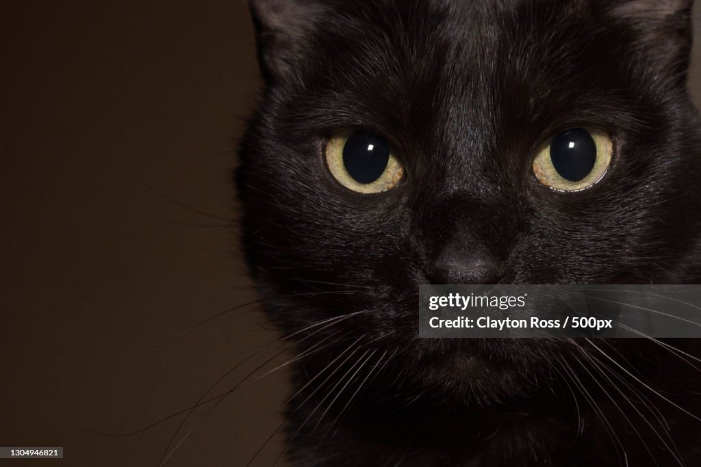 Close-up portrait of black cat,Carrollton,Texas,United States,USA