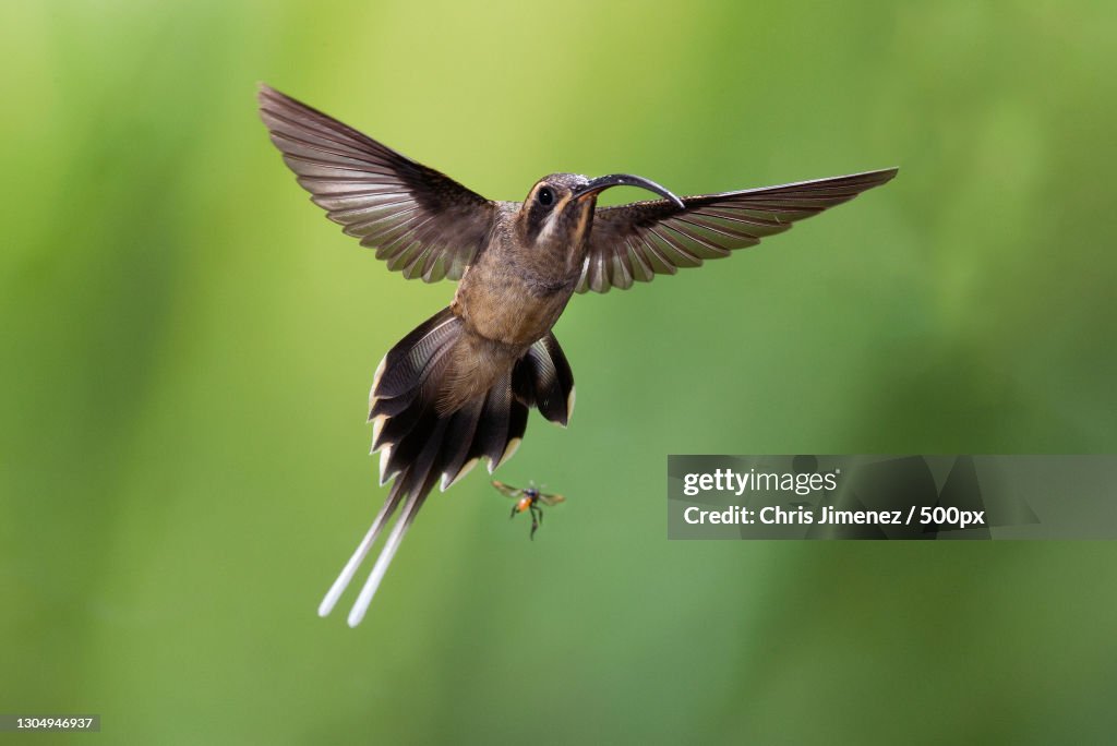 Close-up of hummingbird flying outdoors,Costa Rica