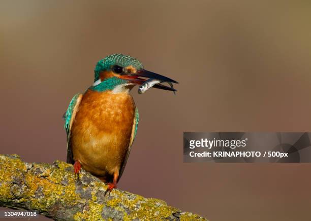 close-up of kingfisher perching on branch,italia,italy - orbetello stock pictures, royalty-free photos & images