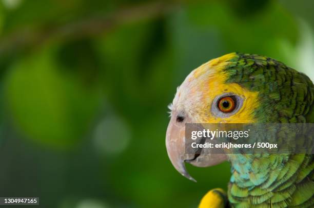 close-up of parrot,santa marta,magdalena,colombia - magdalena department colombia stock pictures, royalty-free photos & images