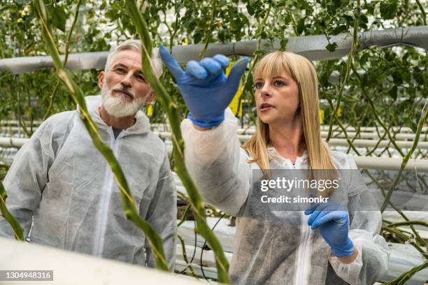botanists discussing in greenhouse - agriculture research stock pictures, royalty-free photos & images
