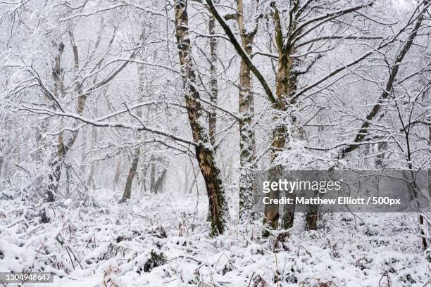 trees in winter,clent hills,stourbridge,united kingdom,uk - stourbridge stock pictures, royalty-free photos & images