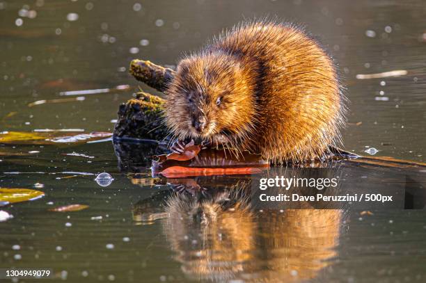 close-up of rat in lake,cheektowaga,new york,united states,usa - muskrat stock-fotos und bilder