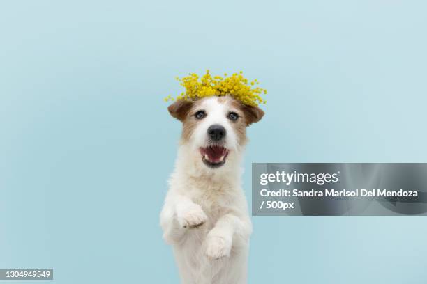 670 Funny Jack Russell Photos and Premium High Res Pictures - Getty Images 670 Funny Jack Russell Photos and Premium High Res Pictures - Getty Images