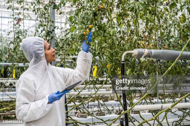 female botanist examining tomatoes in greenhouse - botanist stock pictures, royalty-free photos & images