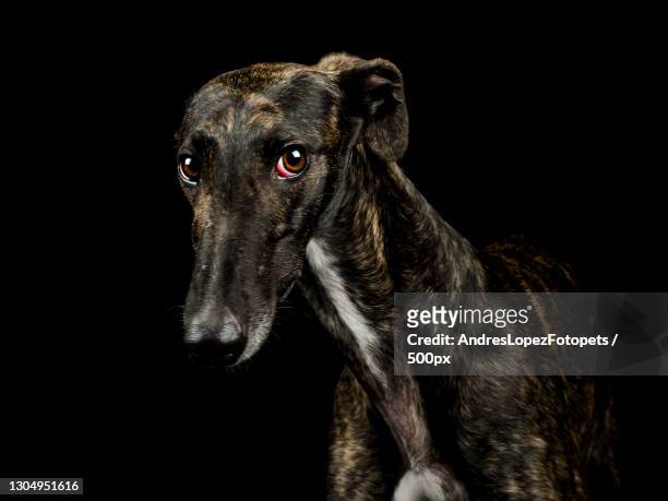portrait of a greyhound against black background,madrid,spain - greyhound fotografías e imágenes de stock