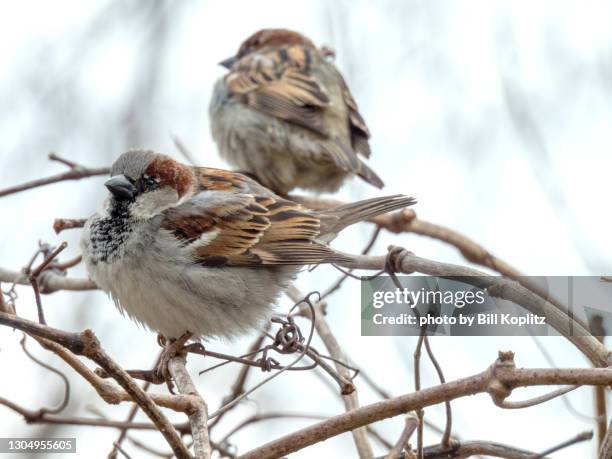 house sparrow in winter - house sparrow stock pictures, royalty-free photos & images