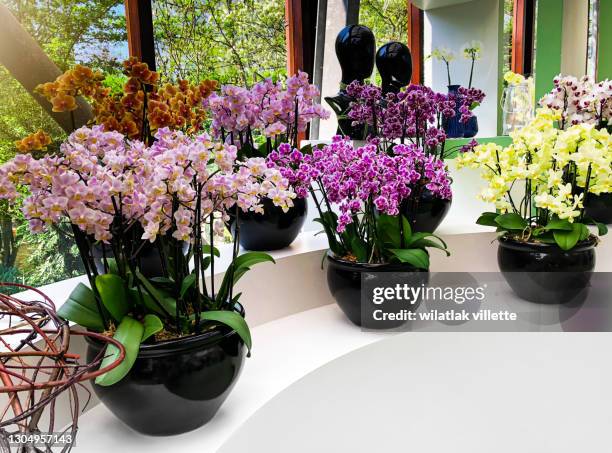 different colors of orchids in a black pot. - moth orchid imagens e fotografias de stock