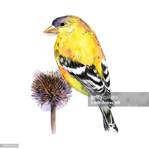 goldfinch sitting on echinacea flower in winter. watercolor and ink. eps10 vector illustration - carduelis carduelis stock illustrations