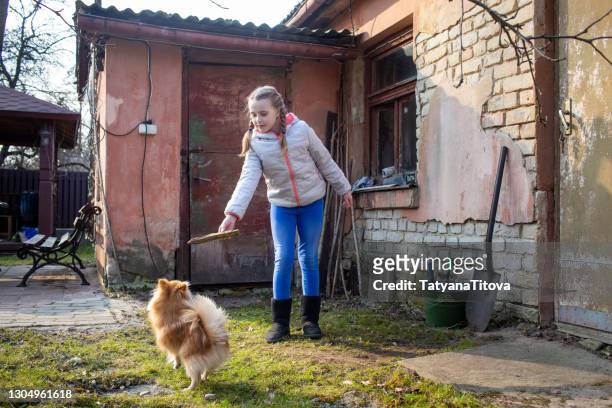 a girl with pigtails plays with a dog of the breed a small german spitz near an old barn in the backyard of a house in the village - latvia girls stock pictures, royalty-free photos & images