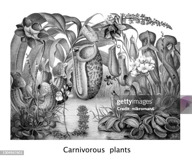 old engraved illustration of carnivorous plants - bladderwort stock pictures, royalty-free photos & images