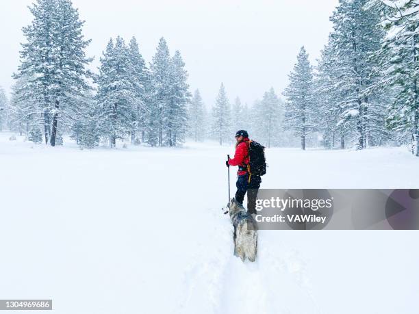 backcountry skiing with best friend in lake tahoe region - husky imagens e fotografias de stock