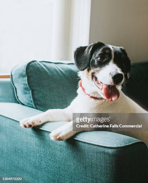 cute black and white dog sits on a blue sofa, hanging his paws over the arm of the settee - hund nicht mensch stock-fotos und bilder