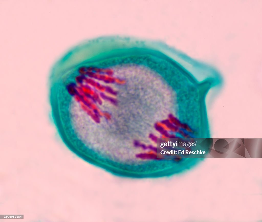 MEIOSIS 1 (1st Meiotic Division) ANAPHASE 1, Lillium (Lily) Anther, 400X