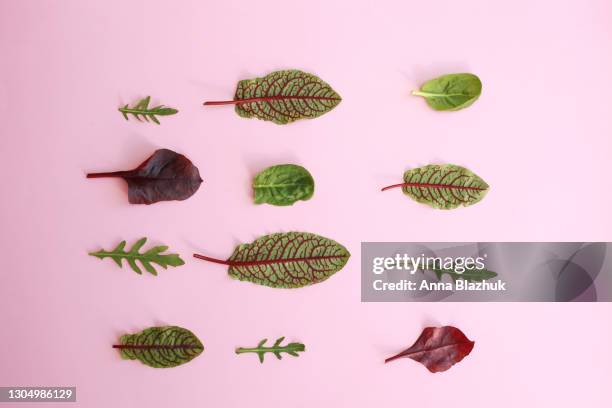 chard, arugula and sorrel green leafy vegetable raw fresh leaves, concept of natural vegan food - rucola stock-fotos und bilder