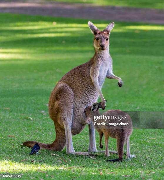 266 Funny Of Kangaroos Photos and Premium High Res Pictures - Getty Images 266 Funny Of Kangaroos Photos and Premium High Res Pictures - Getty Images