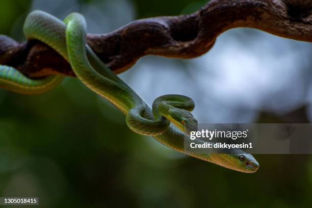 Parascoping Snakes 112 Mating Snakes Stock Photos, High-Res Pictures, and Images - Getty ...