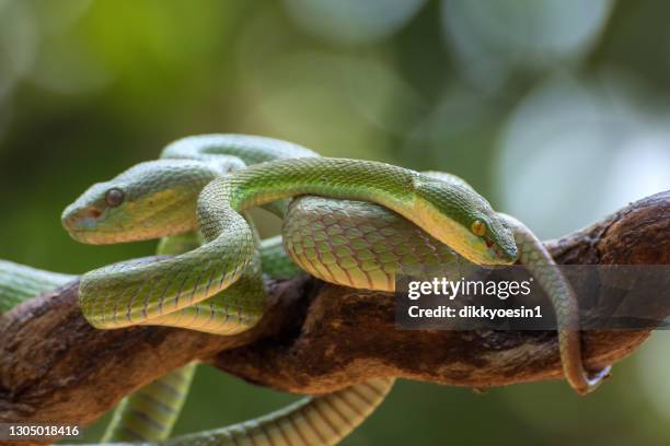 Two Step Snake 122 Mating Snakes Stock Photos, High-Res Pictures, and Images - Getty ...