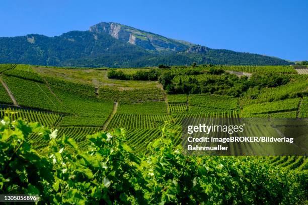 rhone valley, conthey vineyards, near sion, sion, valais, switzerland - rhone stock pictures, royalty-free photos & images