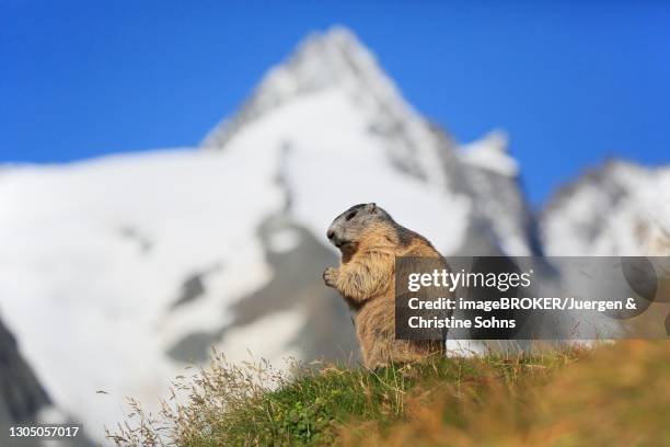 alpine marmot (marmota marmota), adult, standing upright, alert, grossglockner massif, hohe tauern national park, alps, austria - alpenmurmeltier stock-fotos und bilder