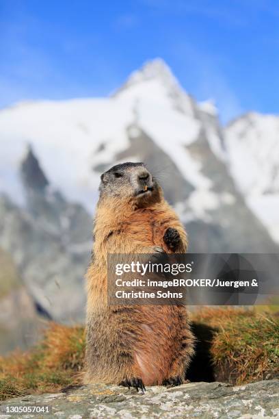 alpine marmot (marmota marmota), adult, standing upright, alert, on rocks, grossglockner massif, hohe tauern national park, alps, austria - alpenmurmeltier stock-fotos und bilder