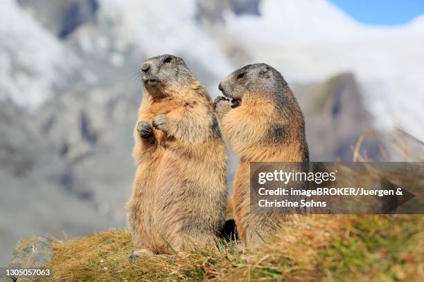 alpine marmot (marmota marmota), adult, pair, standing upright, feeding, grossglockner massif, hohe tauern national park, alps, austria - woodchuck stock-fotos und bilder