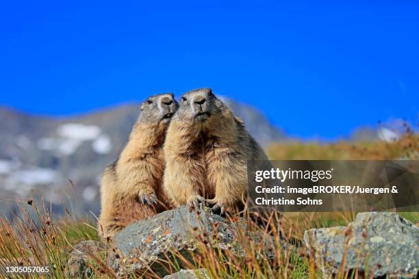 alpine marmot (marmota marmota), adult, pair, on rocks, alert, grossglockner massif, hohe tauern national park, alps, austria - hohe tauern national park stockfoto's en -beelden