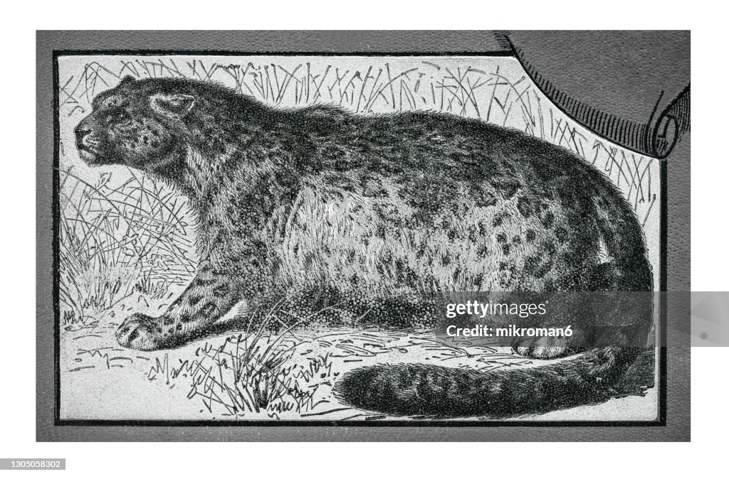 Old engraved illustration of Ounce, The snow leopard (Felis irbis, Panthera uncia) - Carnivorous Animal.