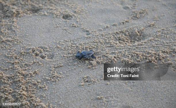an endangered loggerhead hatchling at the beach - turtle coming out of shell fotografías e imágenes de stock