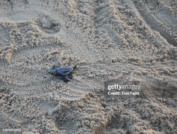 an endangered loggerhead hatchling at the beach - turtle coming out of shell fotografías e imágenes de stock
