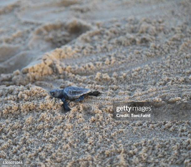 an endangered loggerhead hatchling at the beach - turtle coming out of shell fotografías e imágenes de stock