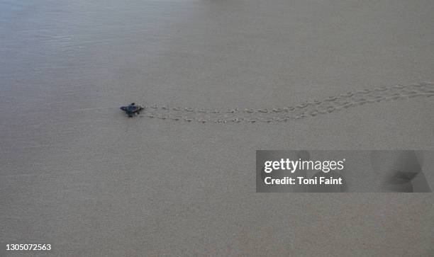 a loggerhead turtle hatchling heading for the ocean - turtle coming out of shell fotografías e imágenes de stock