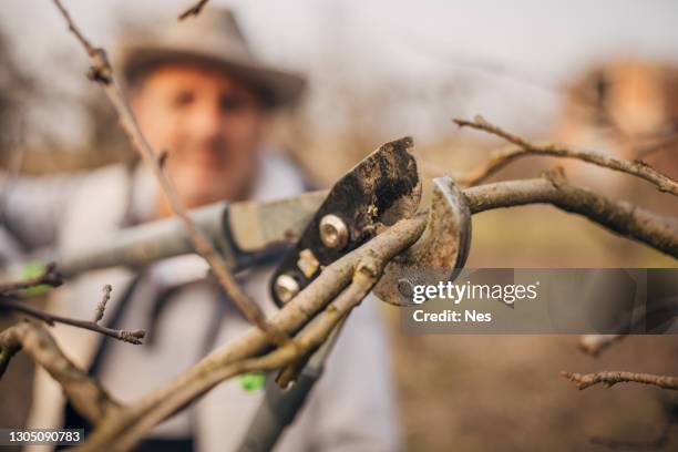 working tools, scissors for cutting branches - apple tree stock pictures, royalty-free photos & images