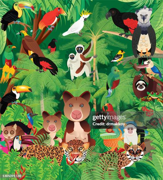 tropischer regenwald - lemur stock-grafiken, -clipart, -cartoons und -symbole