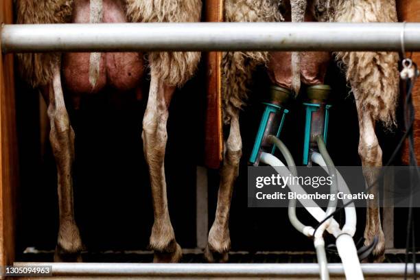 east friesian sheep in the milking parlor - milking stock pictures, royalty-free photos & images