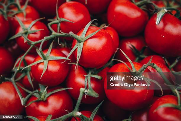 fresh ripe tomatoes with stalks close-up, vegetable background, red backdrop, vegan concept.. - tomato harvest stock-fotos und bilder