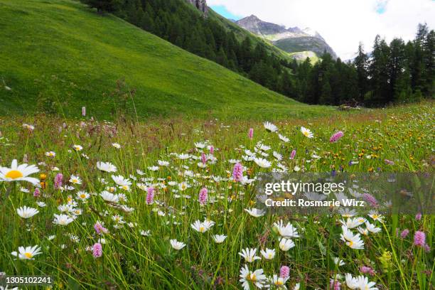 summer meadow in fex valley with snow-capped peak - blumenwiese stock-fotos und bilder