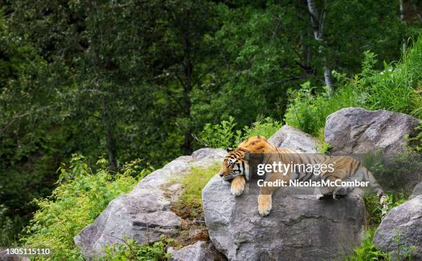 tigre sibérien se reposant sur une roche dans la nature - tiger photos et images de collection