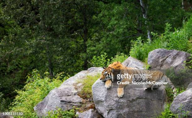 tigre siberiano descansando em uma rocha na natureza - tigre da sibéria - fotografias e filmes do acervo