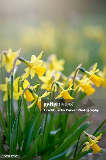 beautiful spring flowering yellow daffodil flowers also known as narcissus, in soft sunshine - daffodil imagens e fotografias de stock