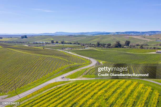 aerial view of winding road through napa - mustard plant stock pictures, royalty-free photos & images