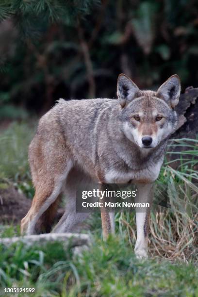 European Red Wolves Red Wolves Photos and Premium High Res Pictures - Getty Images